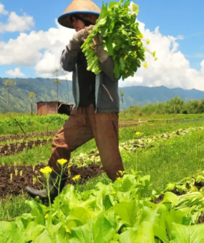 Greenhouse vegetable farm crew recruited through PHCDC