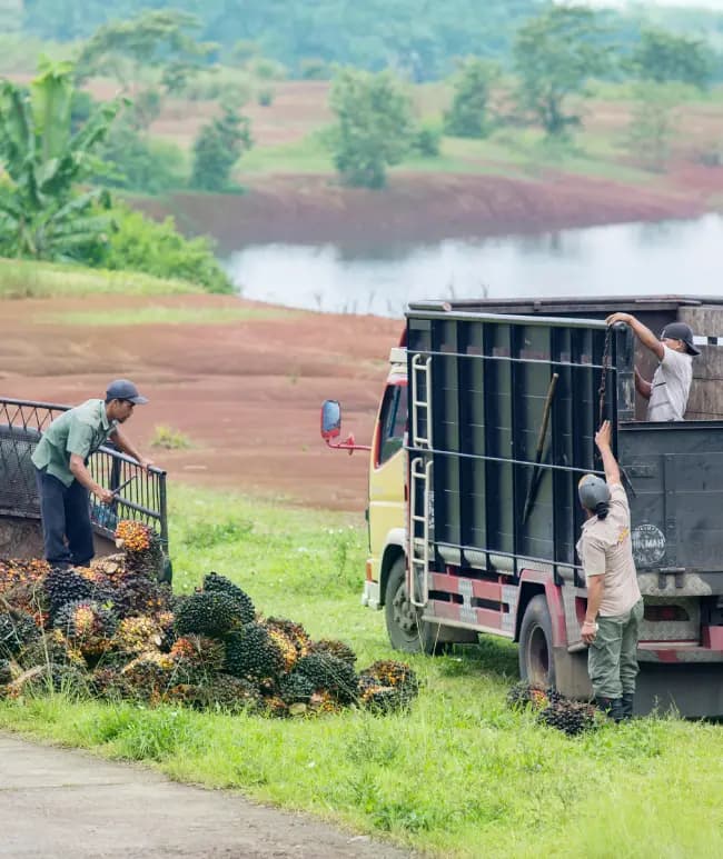 Harvesters on Malaysian palm-oil plantation supplied by PHCDC