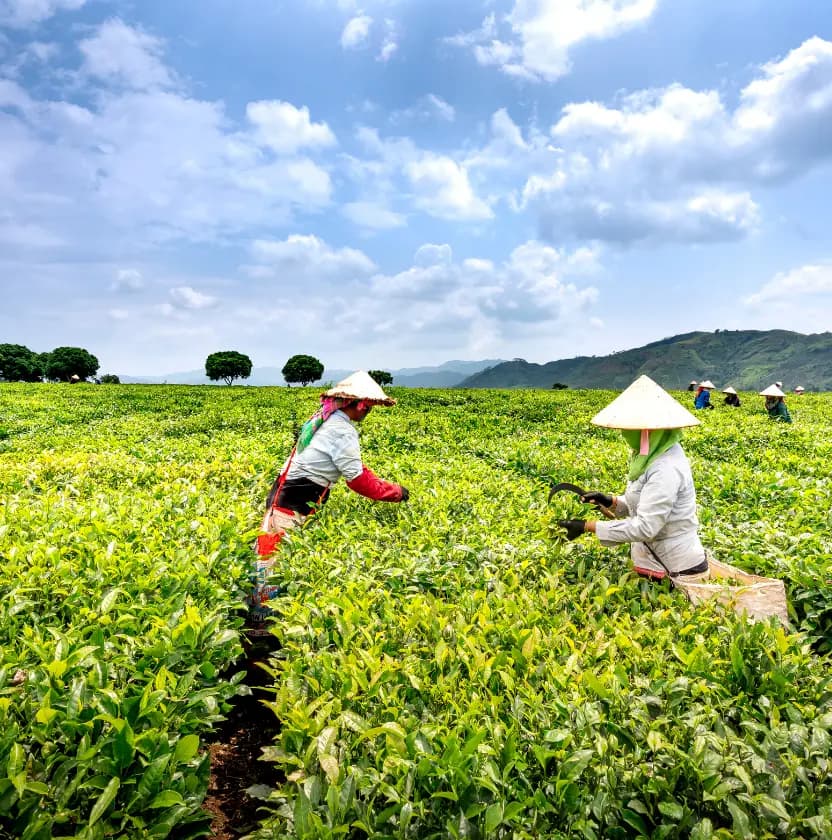 Agricultural worker with sprayer and estate supervisor on plantation